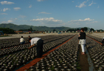 黑龍江省木耳生産基地