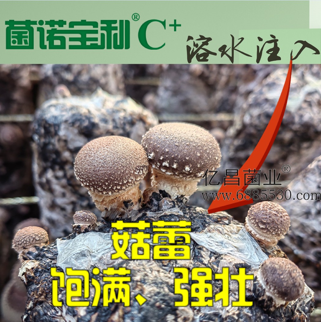 億昌菌業菌諾寶利C+：注水C+（網頁版）PC-5（菇蕾飽滿強壯）.jpg