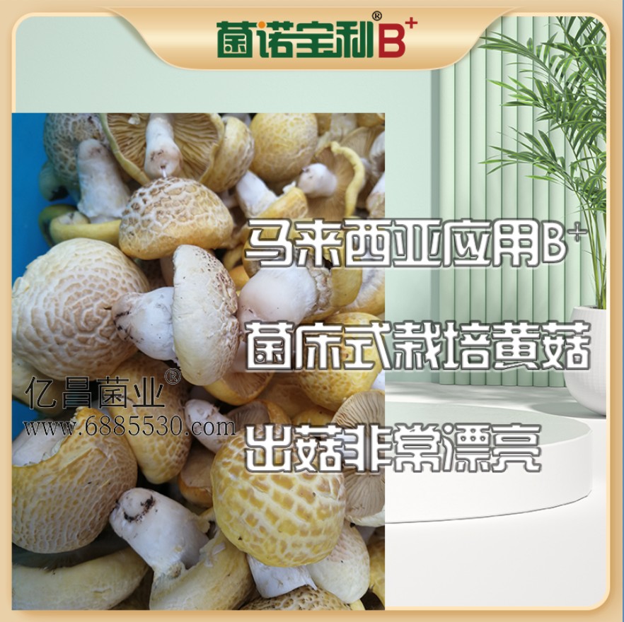 億昌菌業菌諾寶利B+（網頁-16）馬來西亞應用B+菌床式照片黃菇，出菇非常漂亮