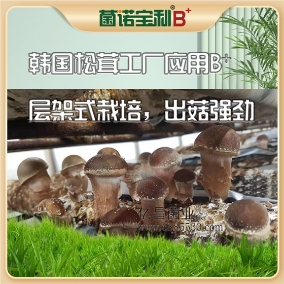 億昌菌業菌諾寶利B+（網頁-17）韓國(guó)松茸工廠應用B+層架式栽培，出菇強勁