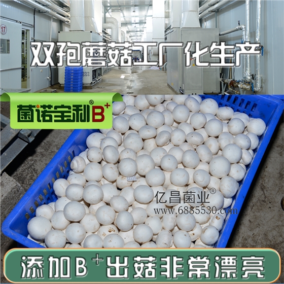 億昌菌業菌諾寶利B+（網頁-19）雙孢蘑菇工廠化生産，添加B+出菇非常漂亮