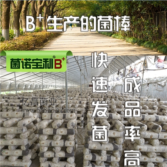 億昌菌業菌諾寶利B+（網頁-7）B+生産的菌棒，快速發(fā)菌，成(chéng)品率高