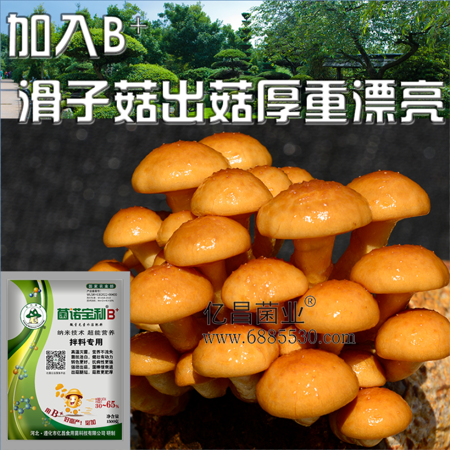 億昌菌業菌諾寶利B+（網頁-21）加入B+滑子菇出菇厚重漂亮