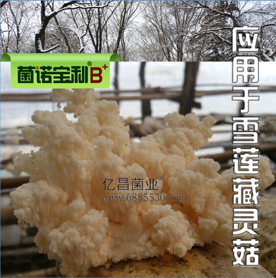 億昌菌業菌諾寶利B+（網頁-36）應用于雪蓮藏靈菇