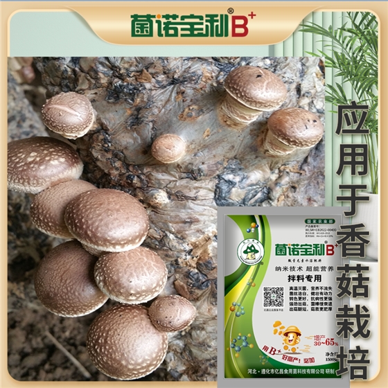 億昌菌業菌諾寶利B+（網頁-44）應用于香菇栽培